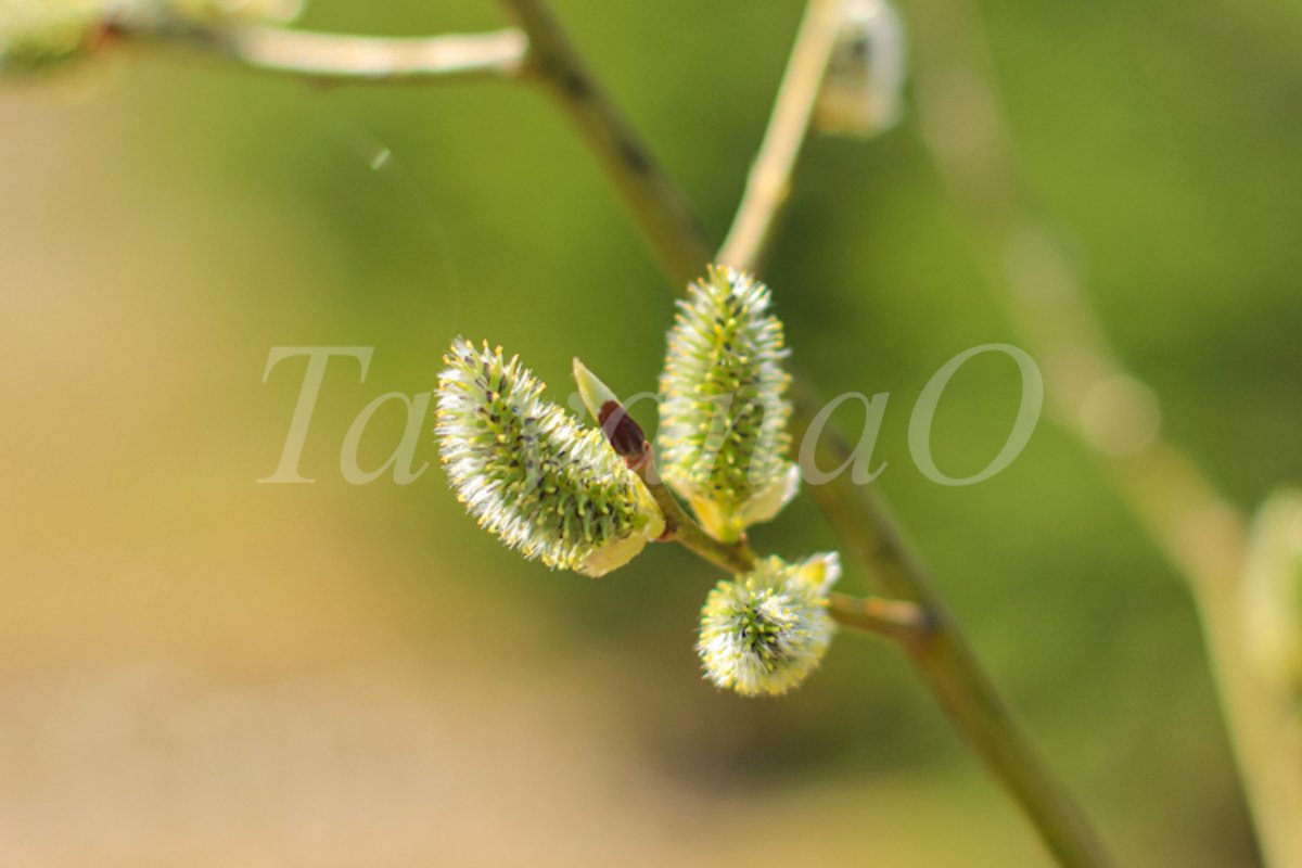 Willow branches with fluffy catkins, buds, flowers. example image 1
