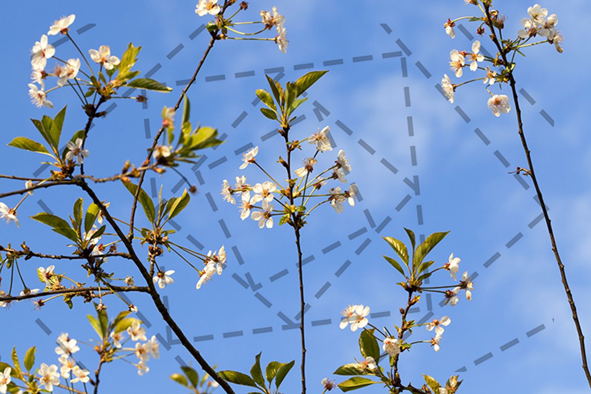 thin branches of cherry example image 1