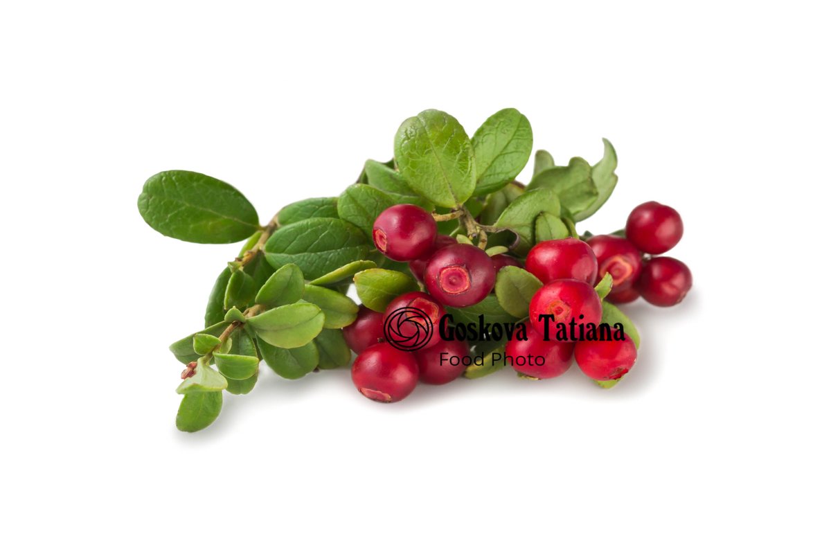 Photo of Cowberry foxberry, lingonberry with leaves isolated example image 1