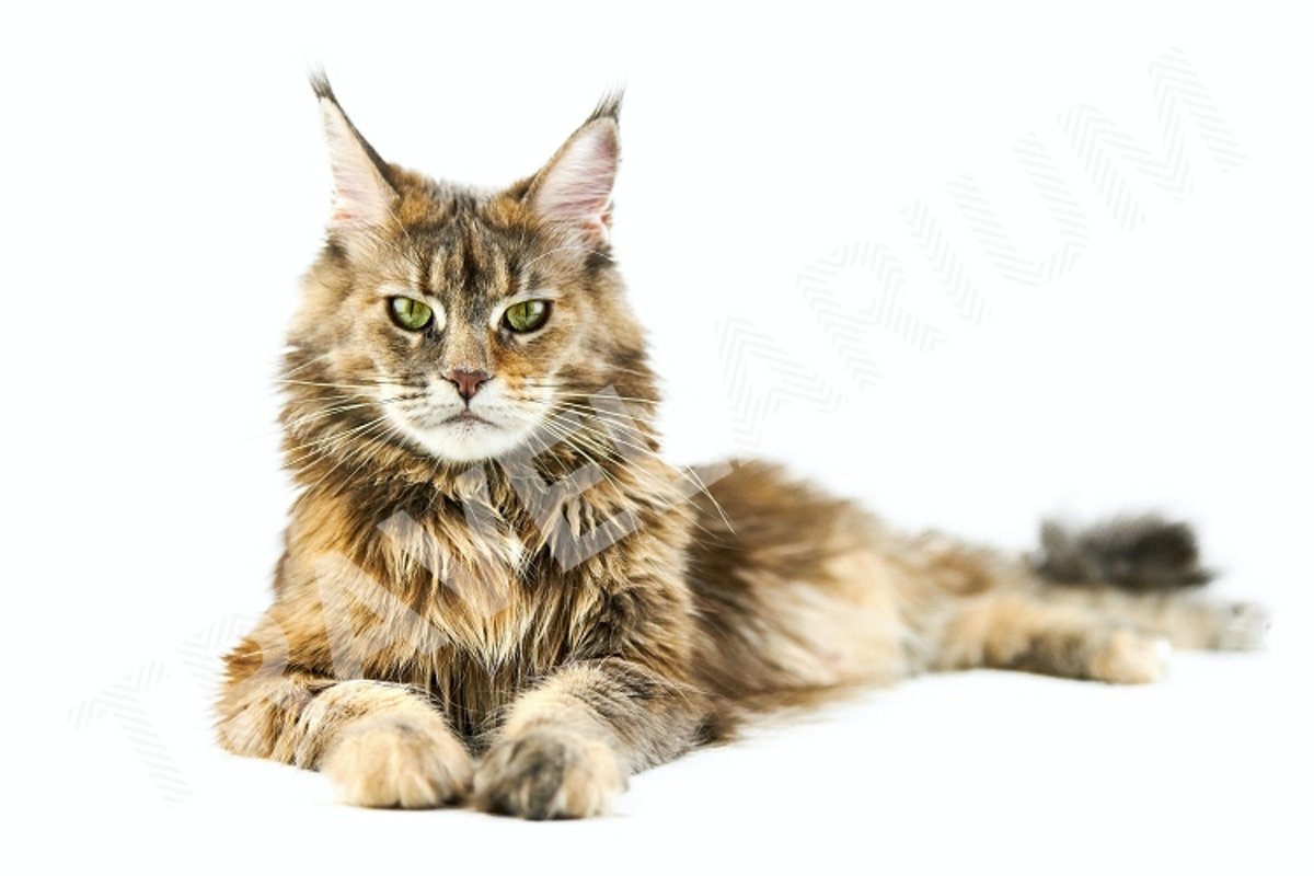 Adult Maine coon cat, isolated. example image 1