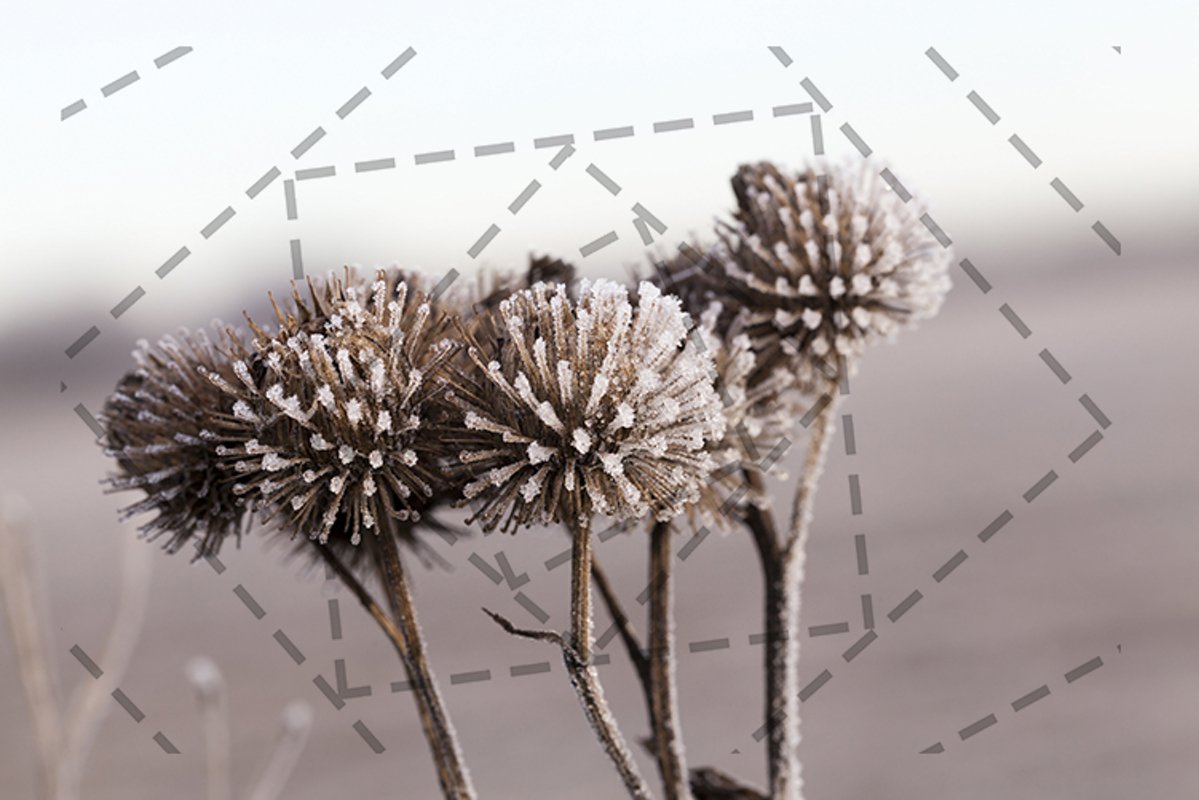 white frost example image 1