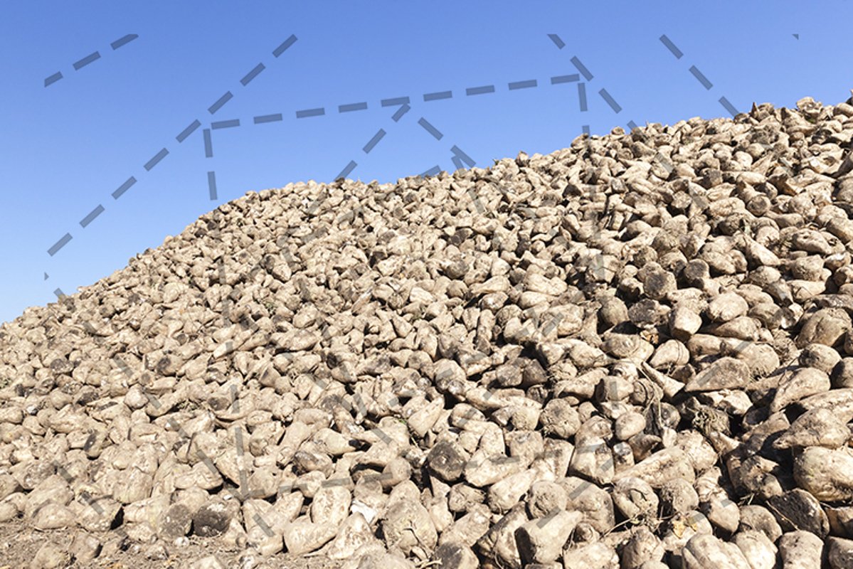 pile of beets example image 1