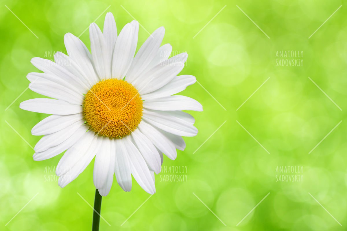 Daisy flower on green nature background example image 1