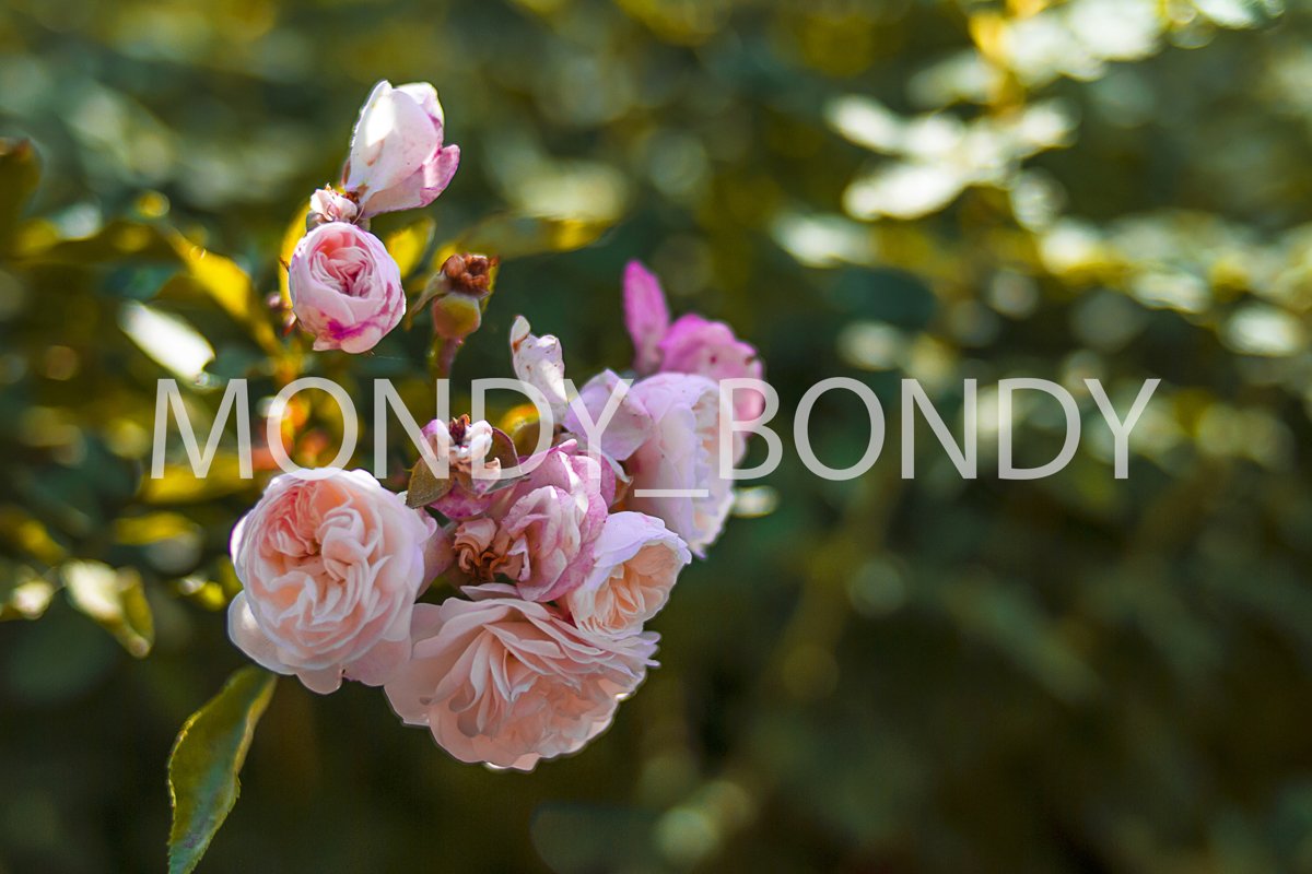 Autumn rose bush close up example image 1