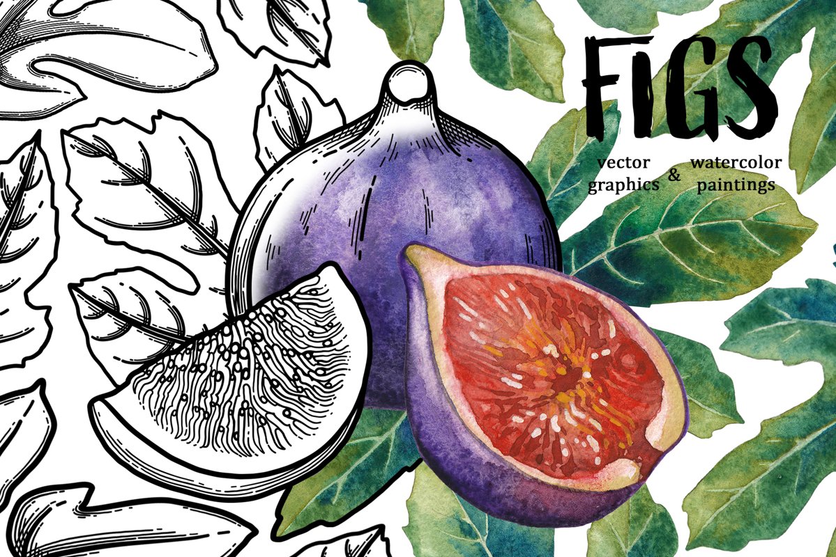 Figs example image 1