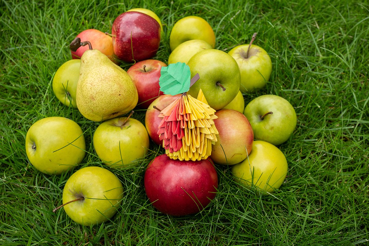 Autumn Apple harvest background wicker basket on green grass example image 1