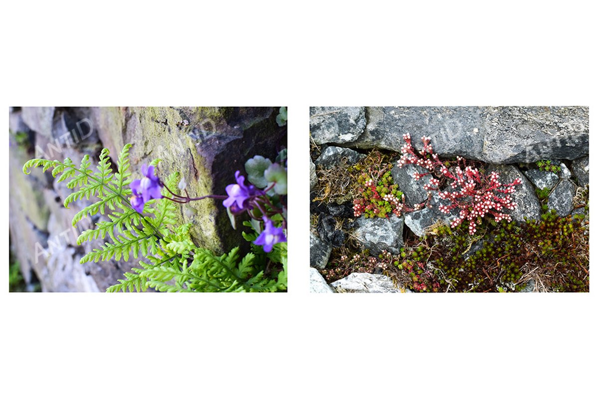 A set of 2 images. Natural background moss, stones, flowers example image 1