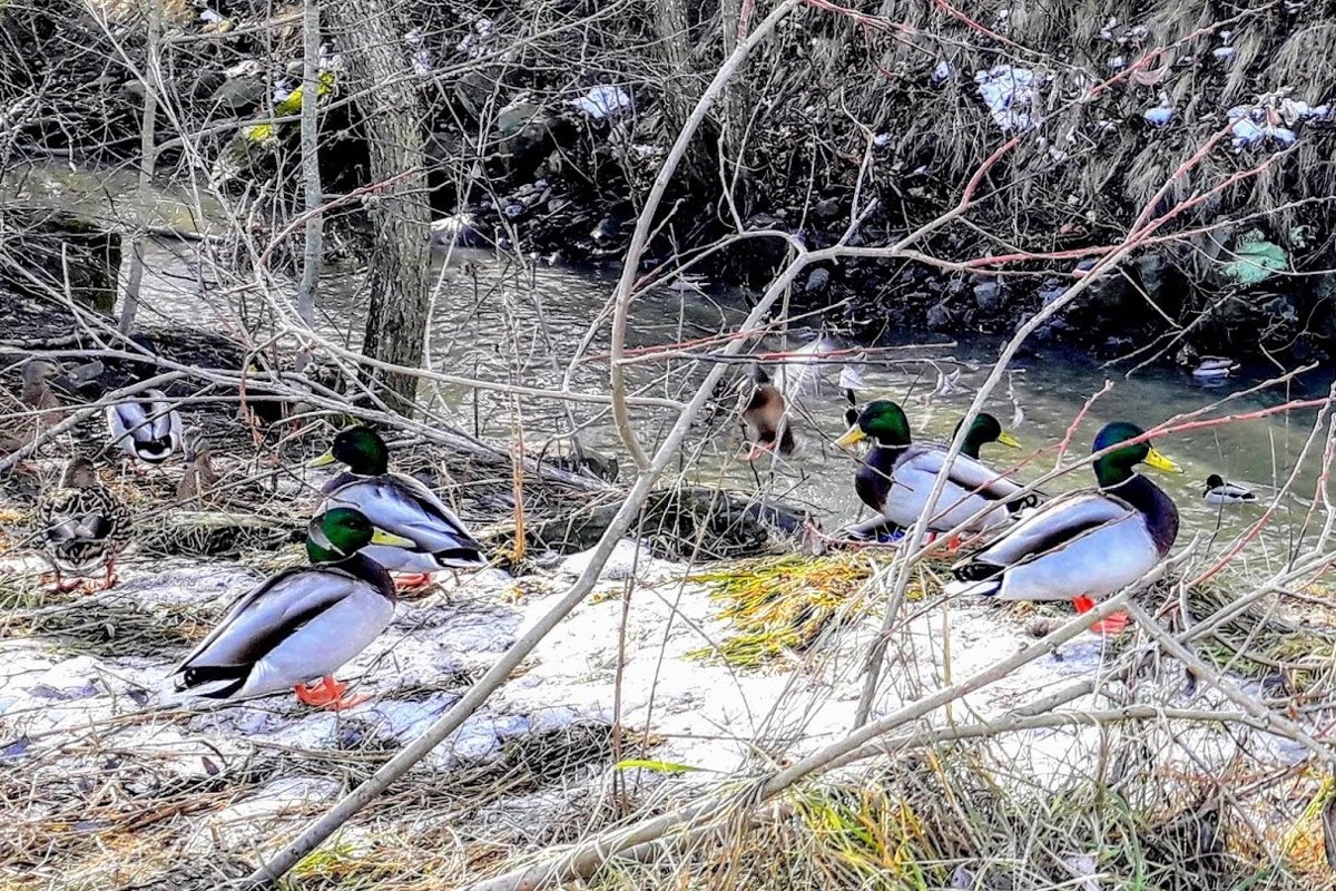 Winter photos Birds Ducks on the snow Norrköping Sweden example image 1