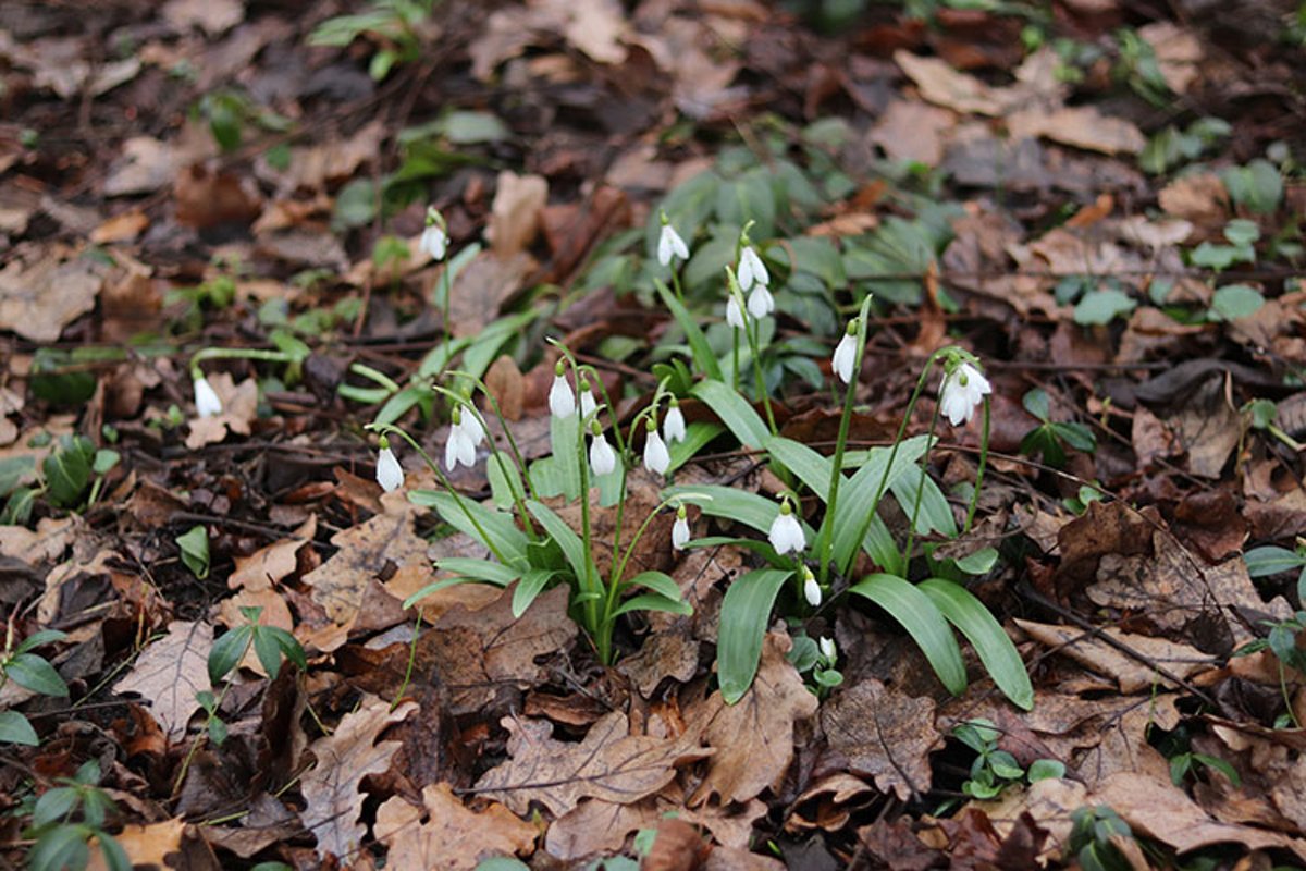 spring white snowdrop flowers close-up example image 1