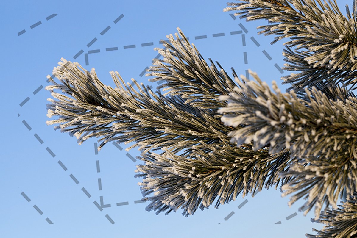 Pines in frost example image 1