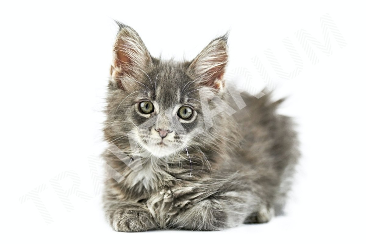 Maine coon kitten, isolated example image 1