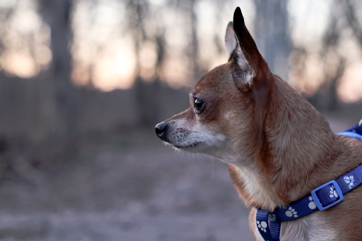 portrait of red chihuahua with a harness example image 1