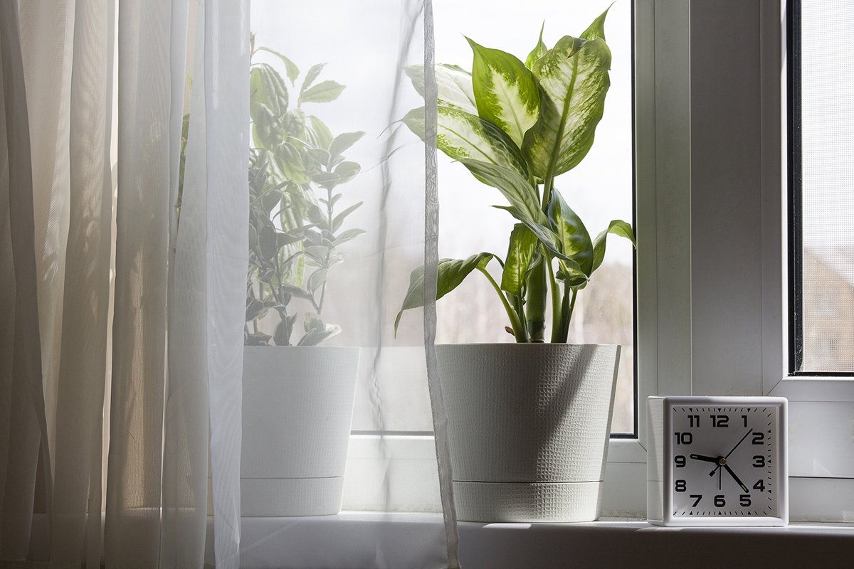 houseplants in white flower pot and clock near the window example image 1