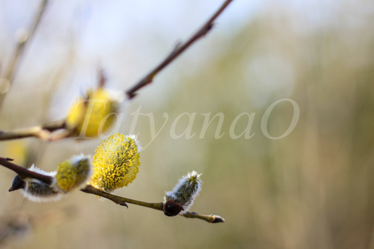 Willow branches with fluffy catkins, buds, flowers. example image 1