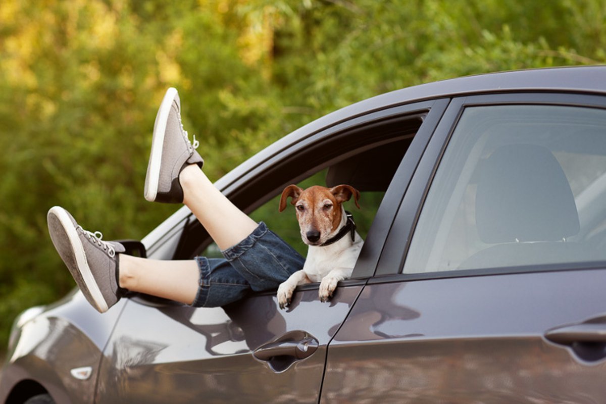 Legs of a girl sticking out of a car window next to a dog example image 1
