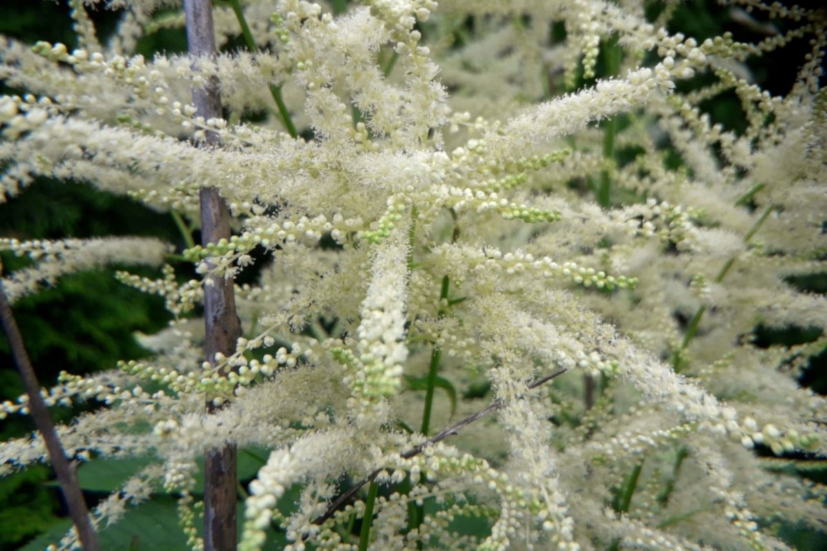 Flowers Astilbe white example image 1