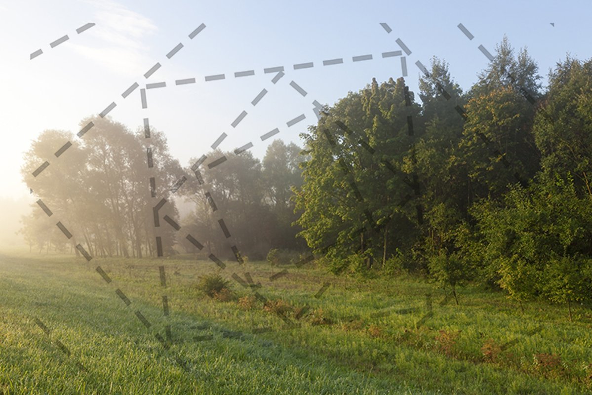 mixed forest example image 1