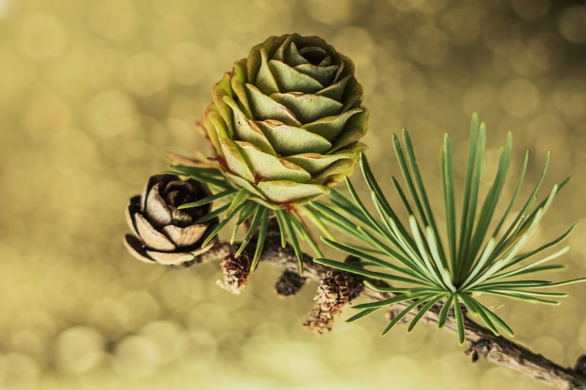 Larch branch with cones on a gold background with bokeh example image 1