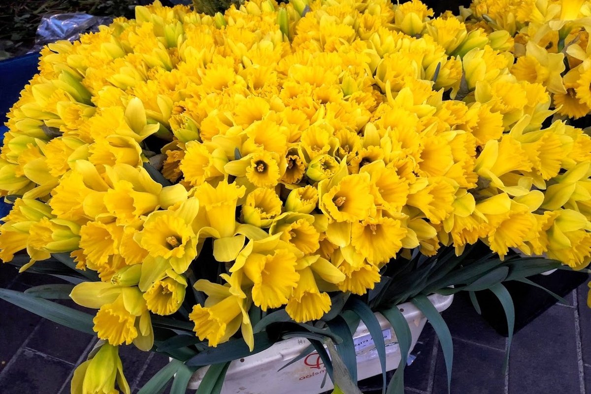 Flowers photos Yellow daffodils example image 1
