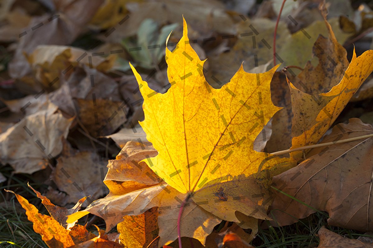 maple leaf example image 1