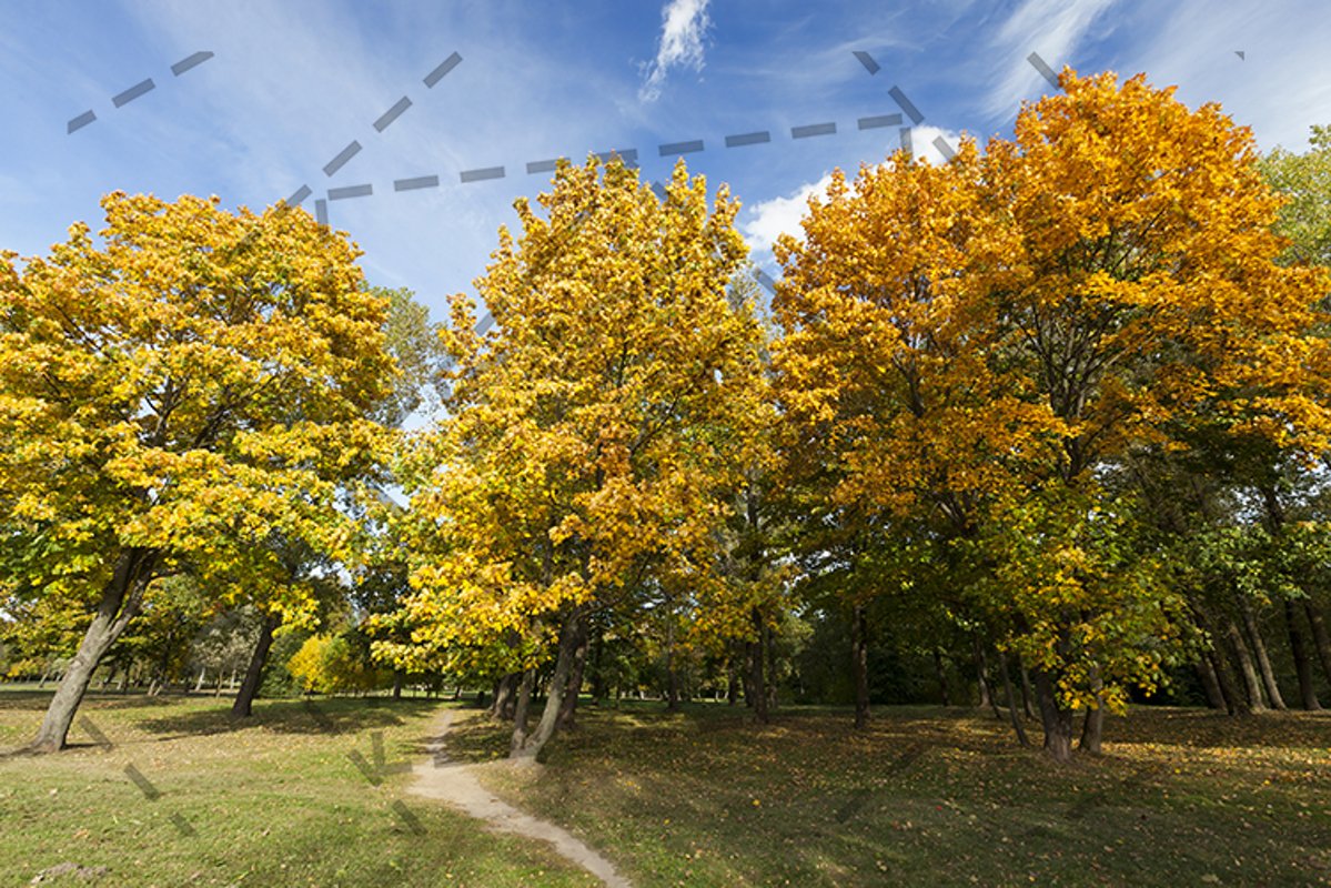 yellowed maple trees in autumn example image 1