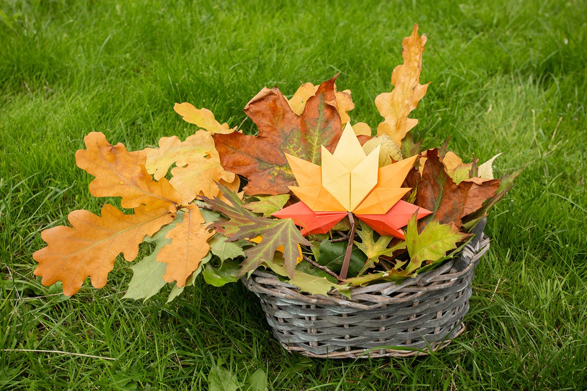 Autumn Apple harvest background wicker basket on green grass example image 1