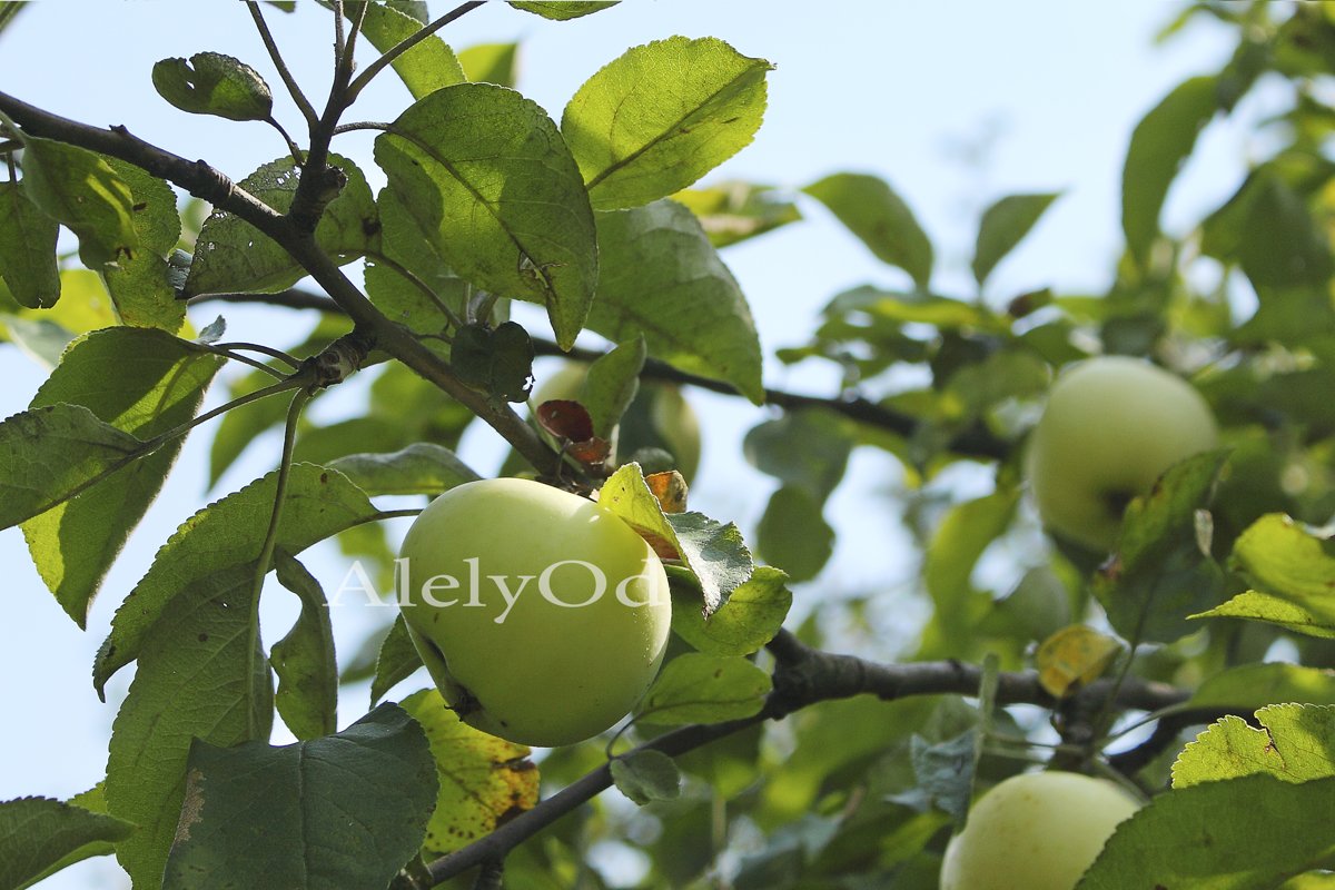 Tree branch with apples example image 1