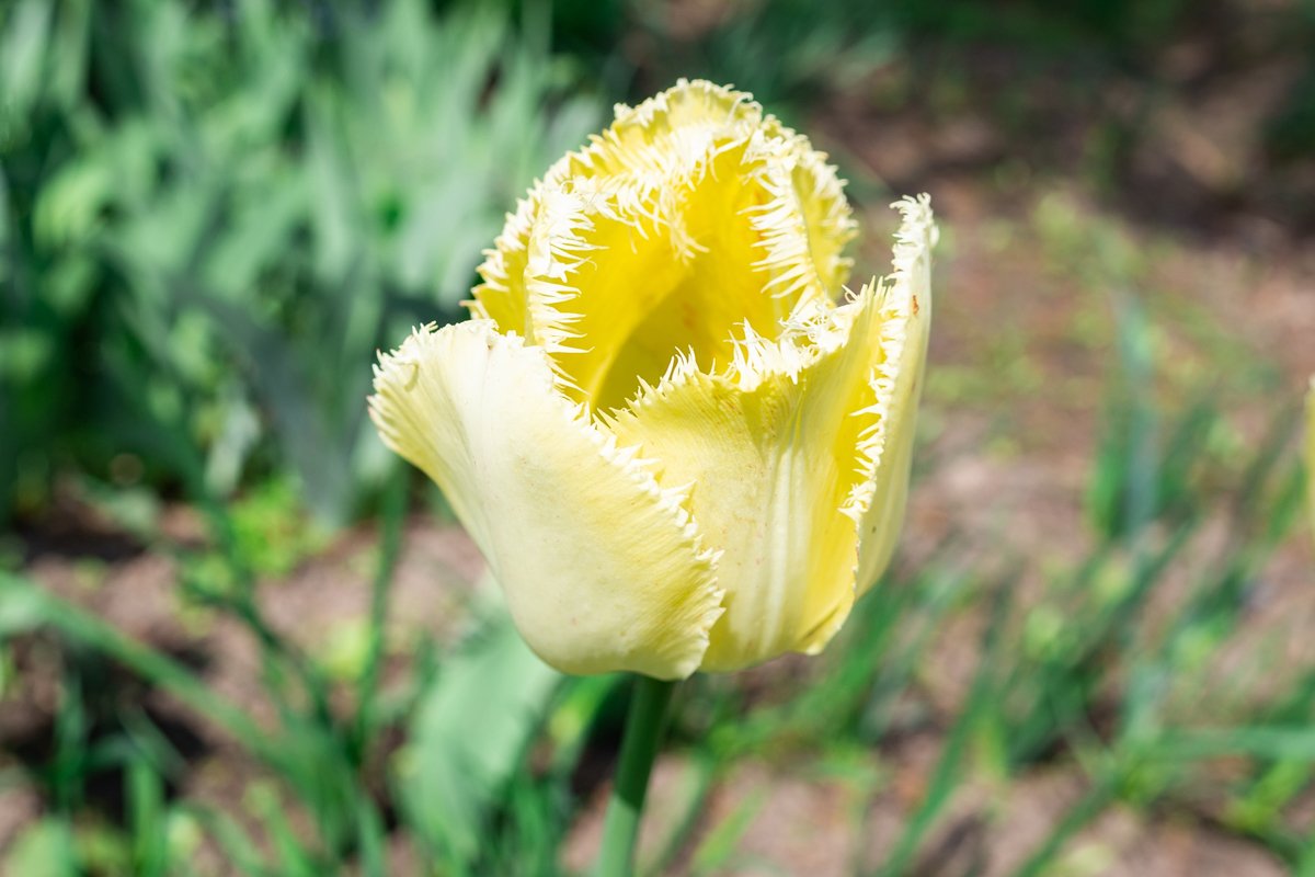 yellow tulips in the garden example image 1
