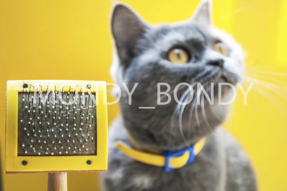 Scottish gray erect cat with bright yellow eyes example image 1