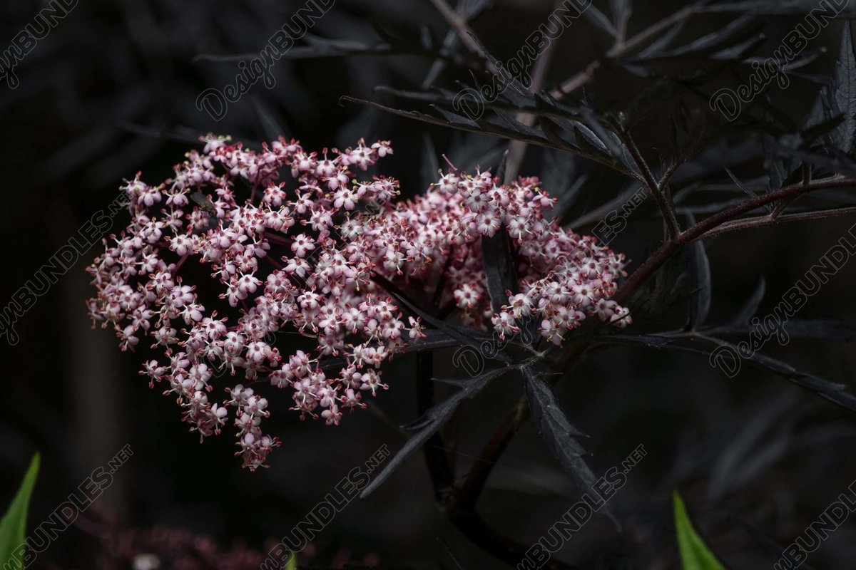 Stock Photo - Close-Up Of Pink Flowers Blooming On Tree example image 1