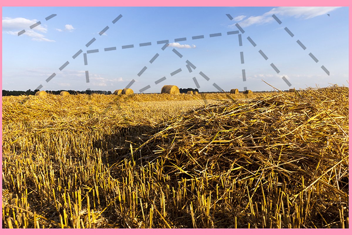 field wheat example image 1