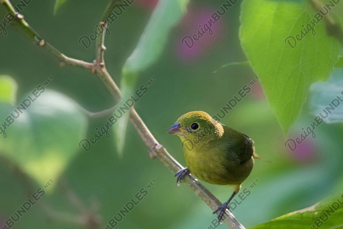 Stock Photo - Close-Up Of Bird Perching Outdoors example image 1