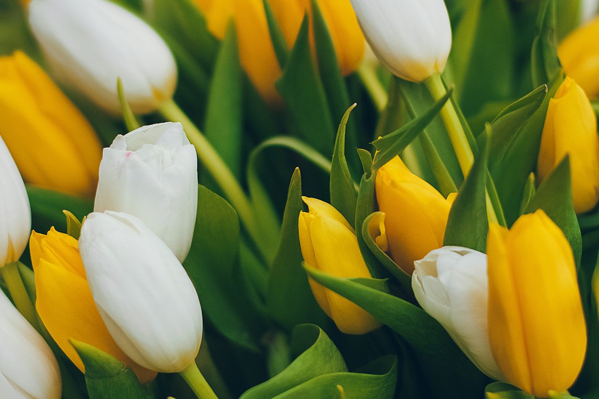 Still life with white and yeallow tulips bouquet example image 1