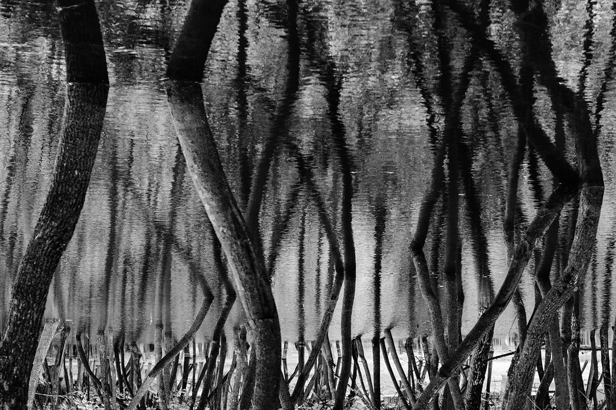 Black and white forest. Abstraction. Reflection example image 1