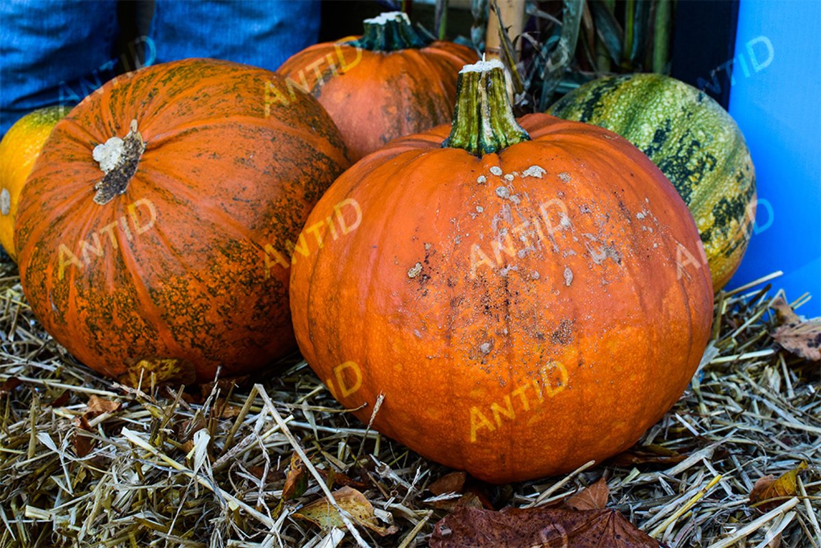 Pumpkins in the straw. Festive composition for Halloween. example image 1