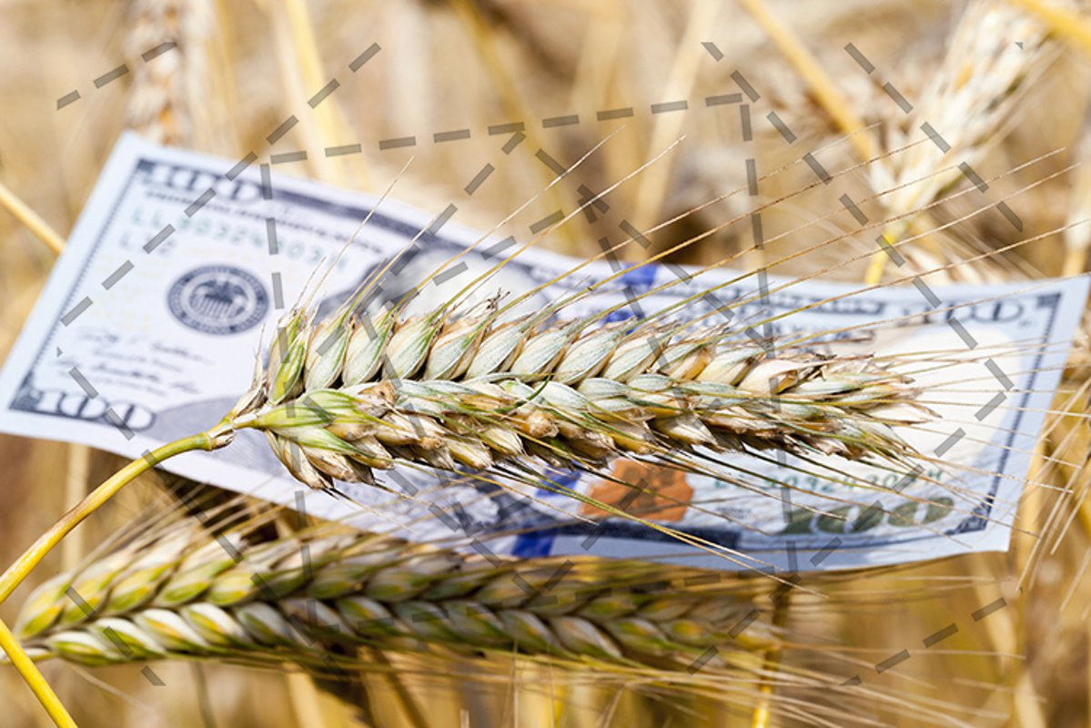 Golden wheat example image 1
