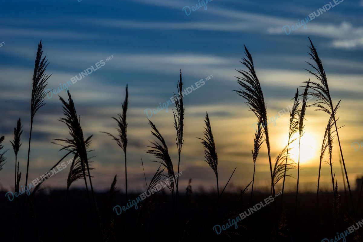 Stock Photo - Silhouette Of Plants At Sunset example image 1