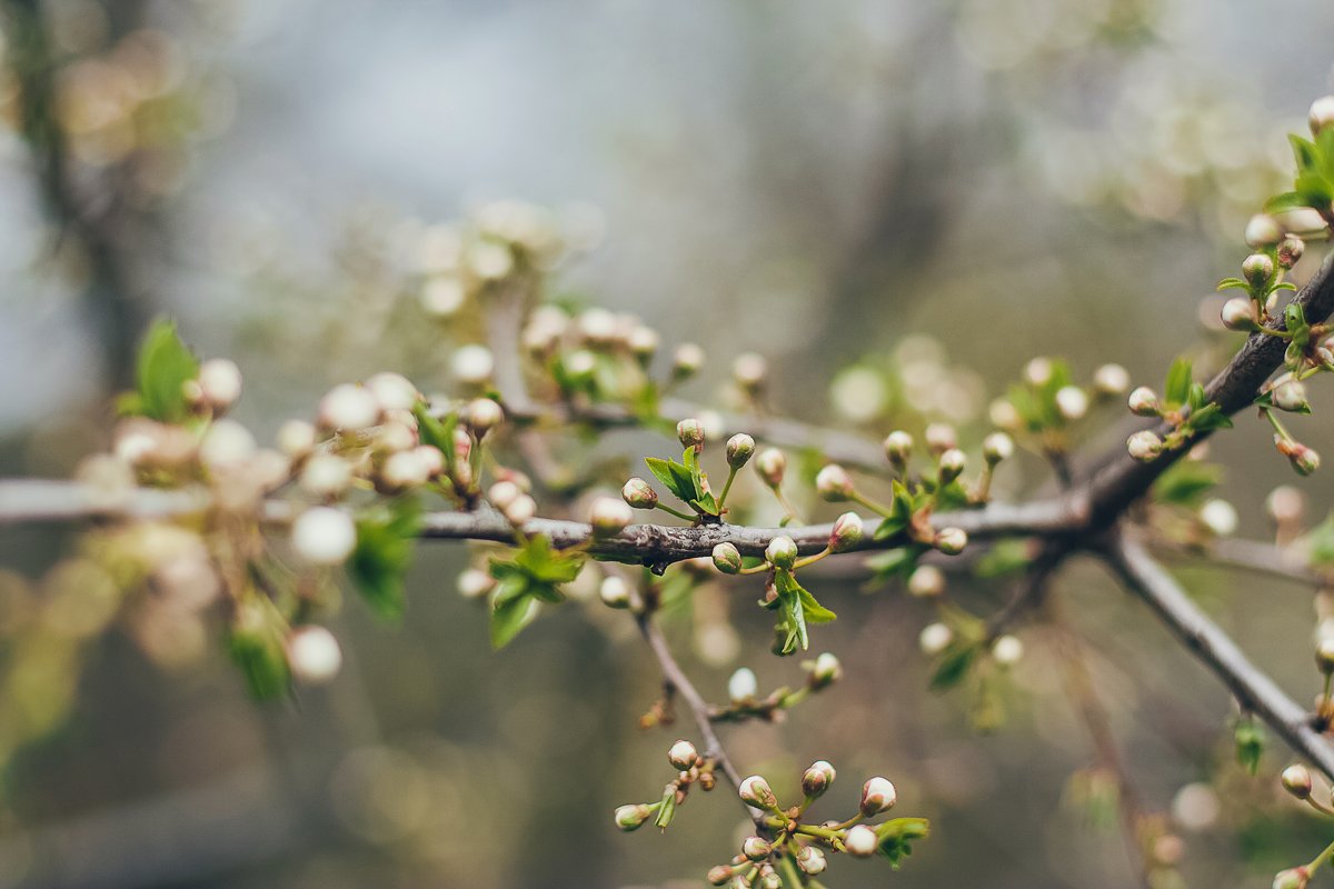 Apricot blossoms in full bloom. Part of the branch example image 1