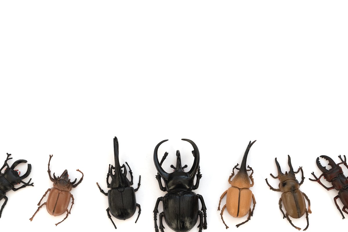 Different types of beetles on white background example image 1