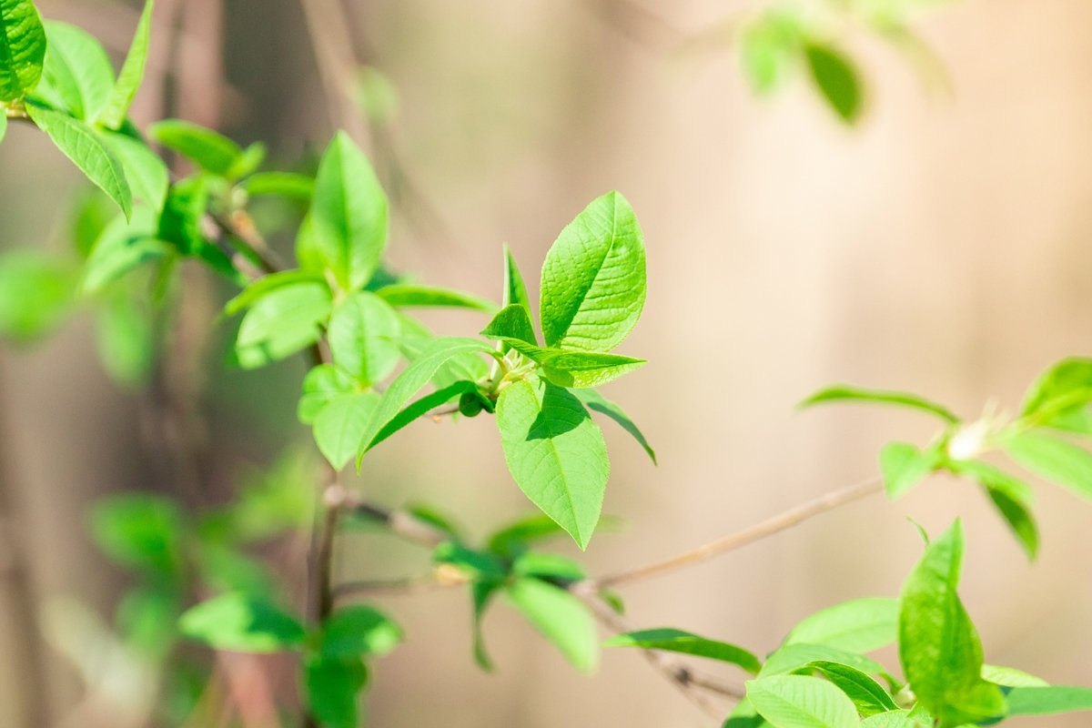 Spring leaves and buds example image 1