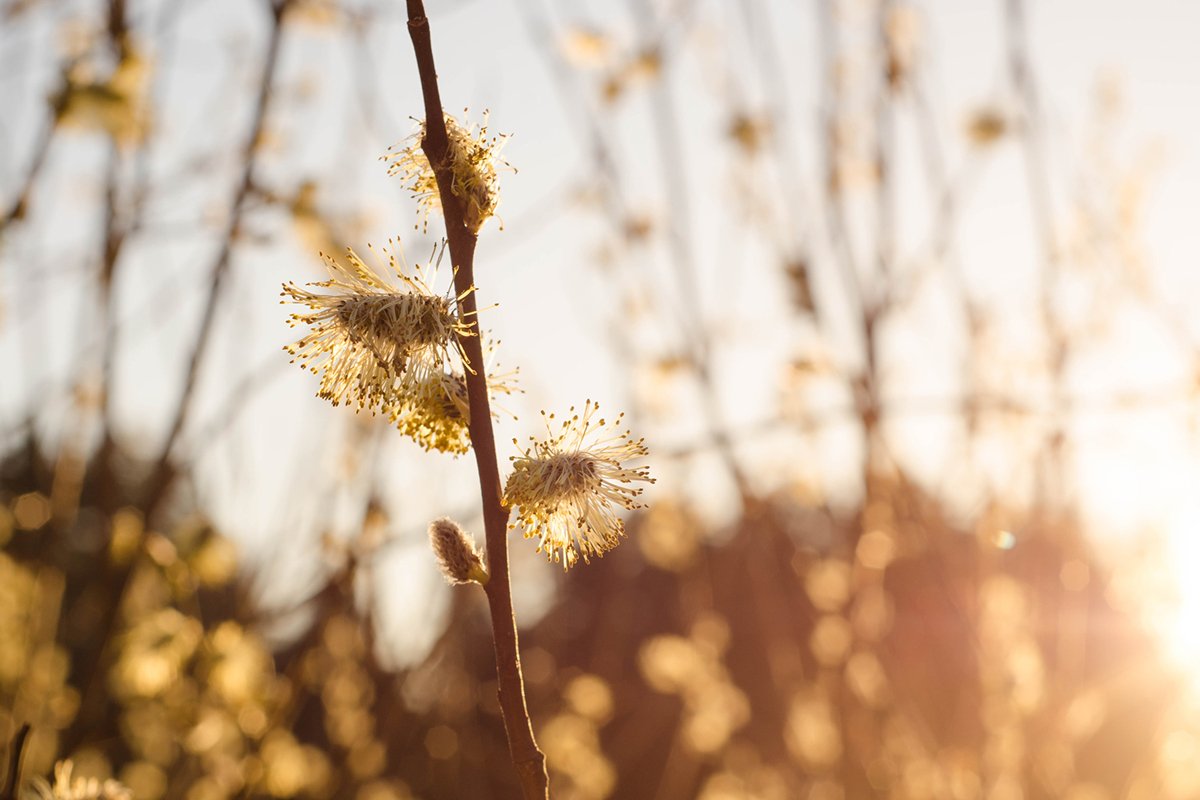 Orange buds on a tree. Nature. Spring. Morning. example image 1