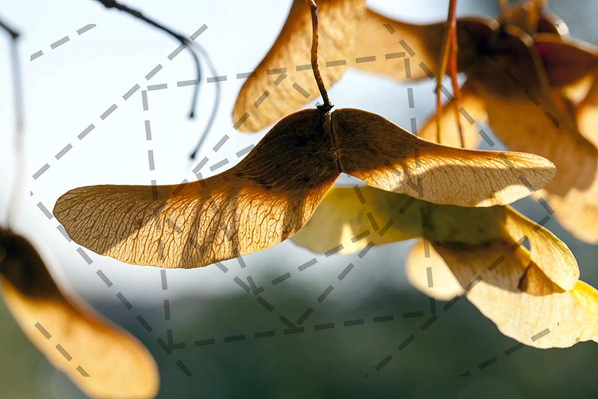 maple seeds example image 1