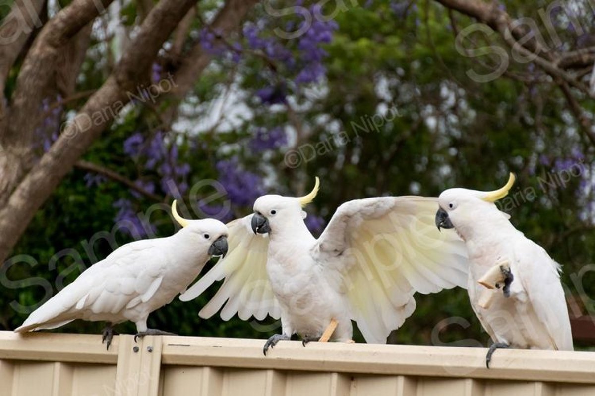 Cockatoos on a fence example image 1
