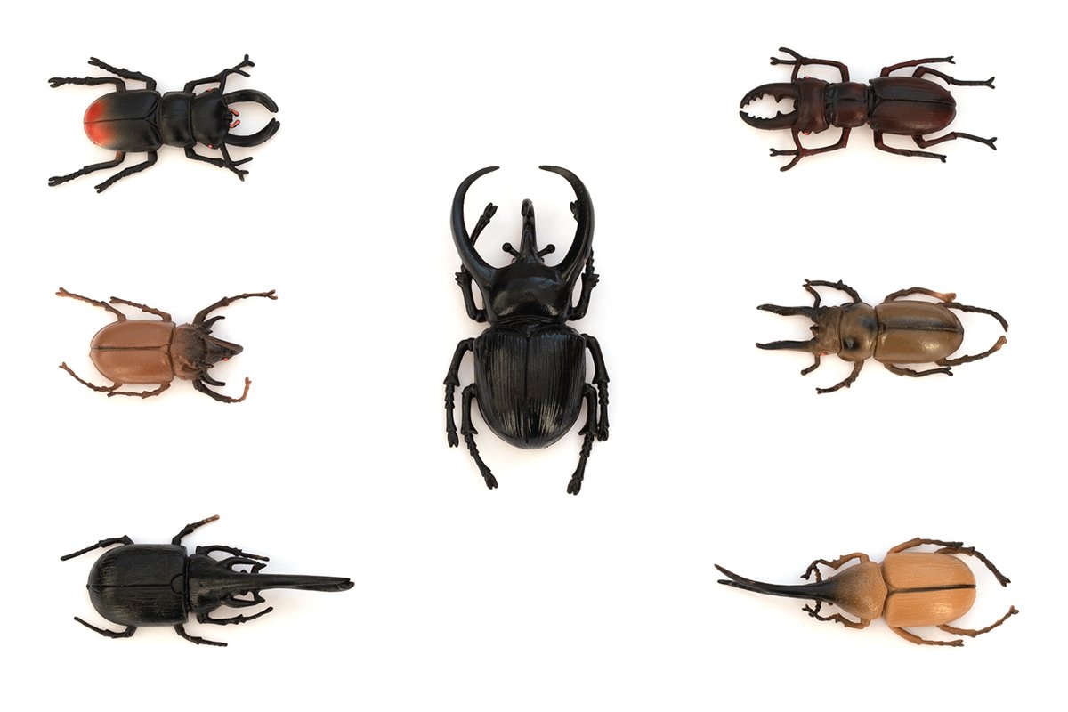 Different types of beetles on white background example image 1