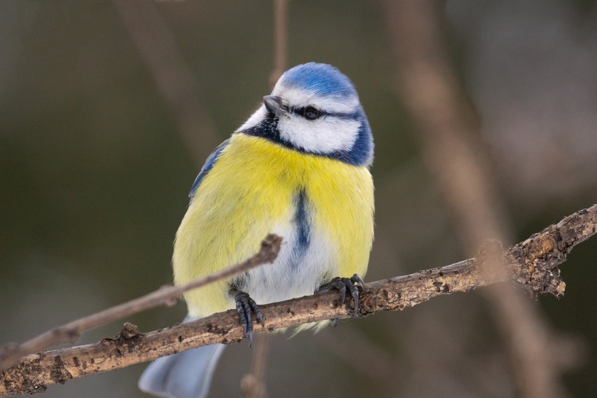 the bird Park in winter example image 1
