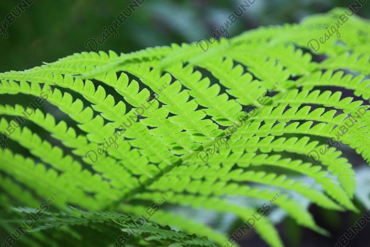Stock Photo - Close-Up Of Fern Leaves example image 1