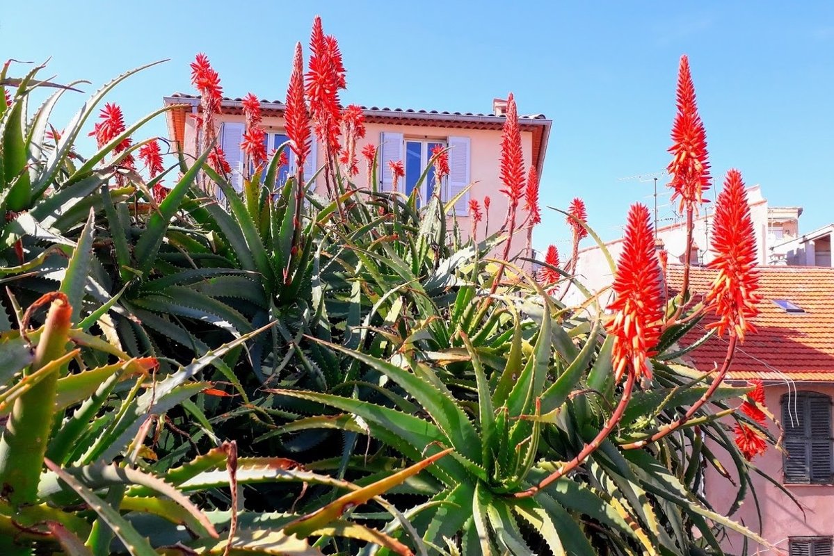 Flowers photos Aloe with Red blossom in Antibes France example image 1