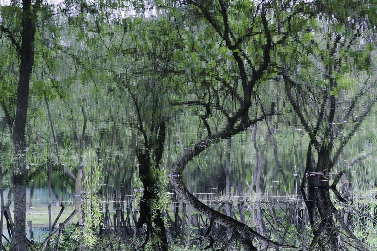 Twisting trees. Green forest. Abstraction. Reflection. example image 1