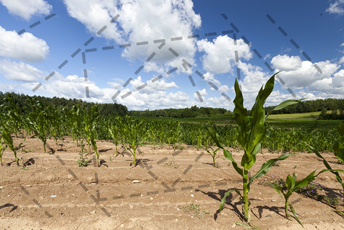 yellow soil example image 1