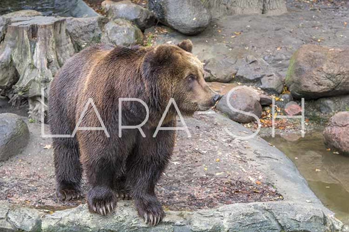 Large brown bear stands on stones near lake example image 1